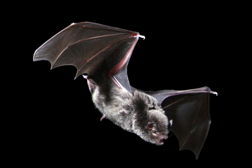 A southern bent-wing bat at Naracoorte