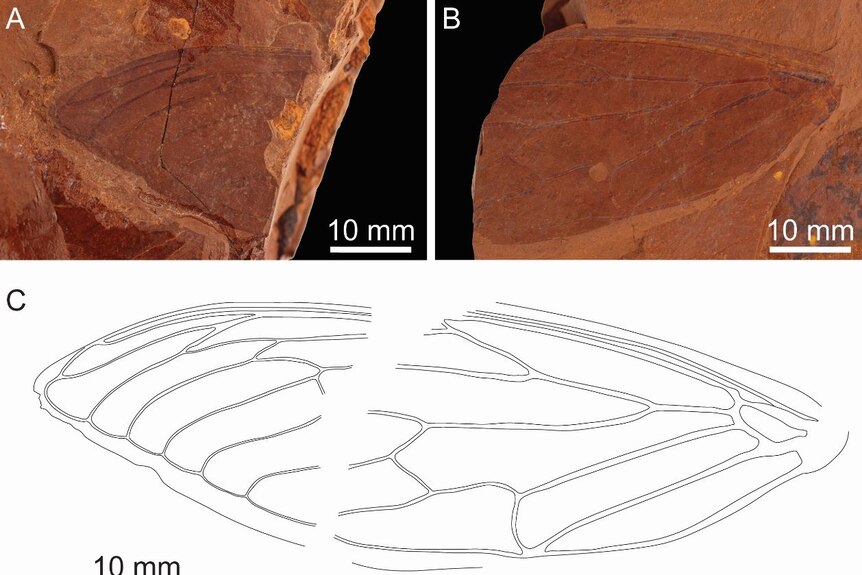 close-up photographs and a diagram of a cicada fossil