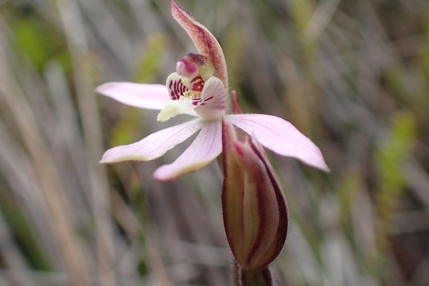 A close up of a delicate flower that is pale pink and red