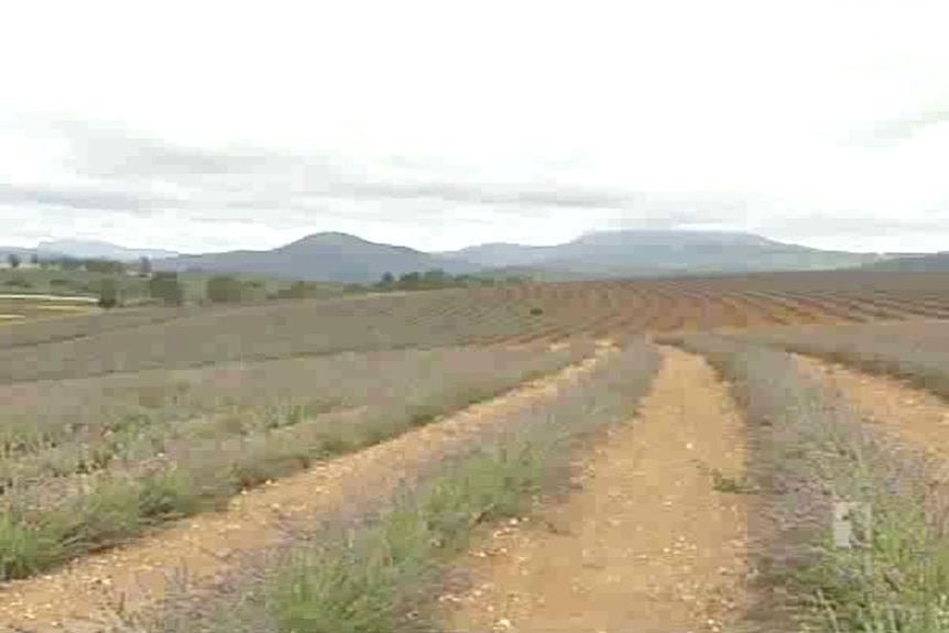 Tasmania's lavender industry 'blooming'
