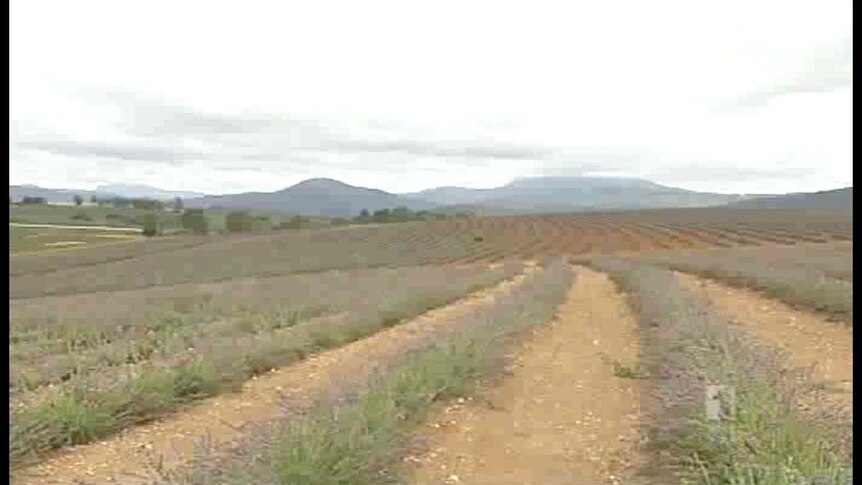 Tasmania's lavender industry 'blooming'