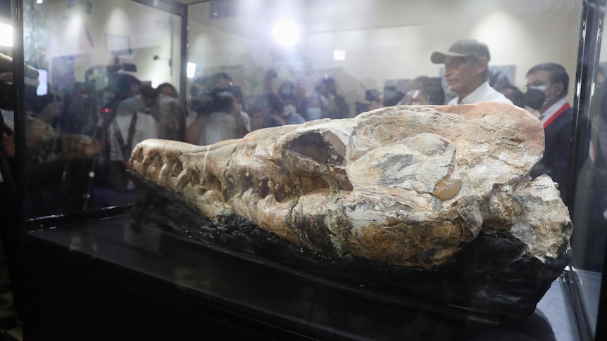 large dinosaur skull rests on a black shelf within a glass case with photographers and other people gathered behind the display