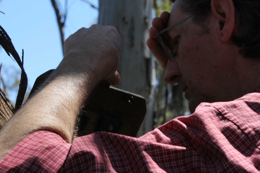 Man peers into wooden box attached to tree, shielding his eyes from the sun.
