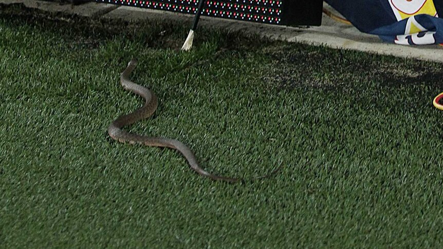 A brown snake at Titans game at Robina