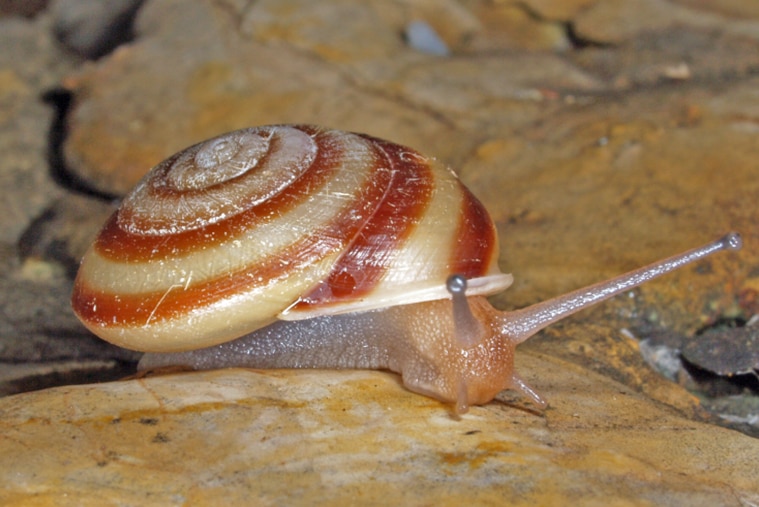 'Amazing diversity' among new snail species found on WA islands