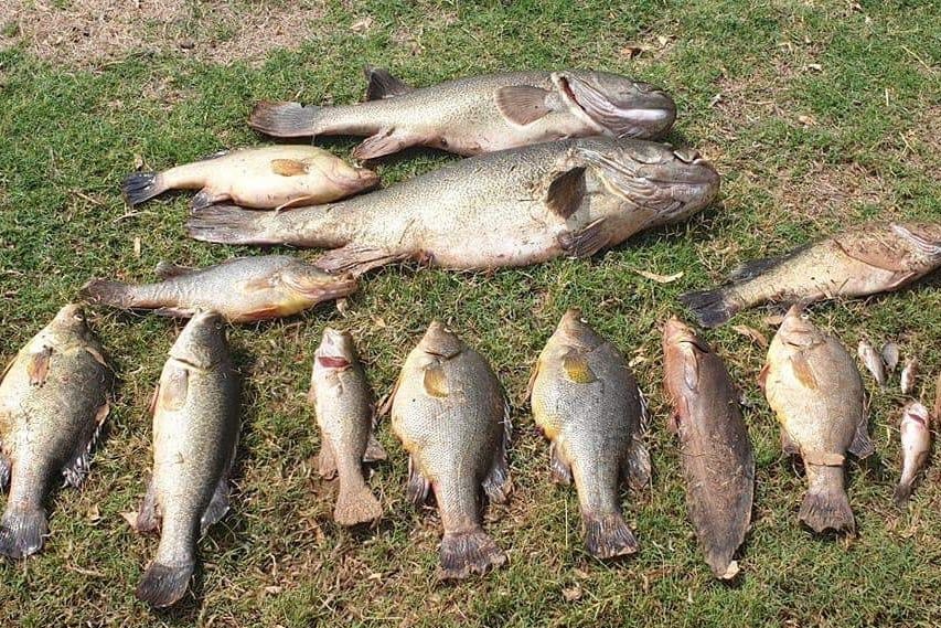 More than a dozen fish of varying sizes laid out dead on the grass. They are mostly Yellow Belly native fish