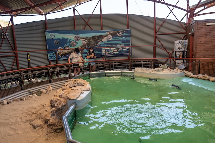 A captive little penguins at the Discovery Centre on Penguin Island