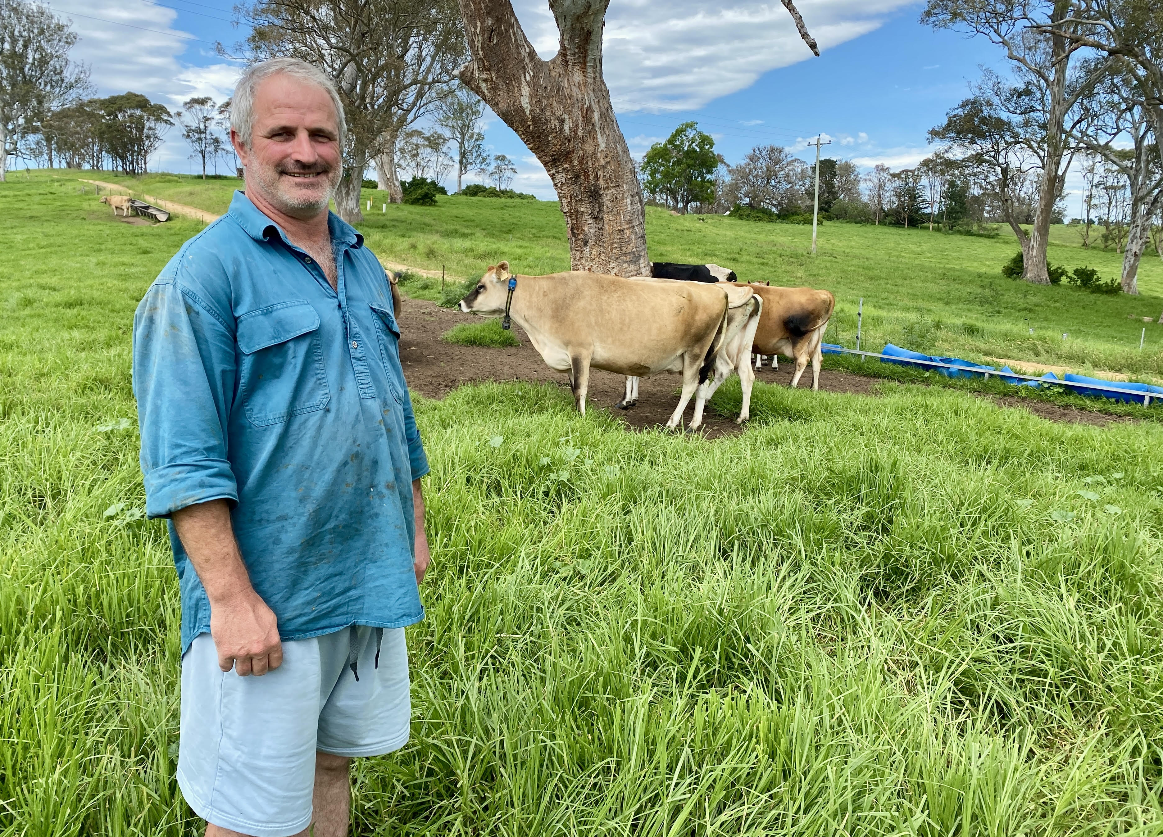 man standing in paddock with dairy cows behind him