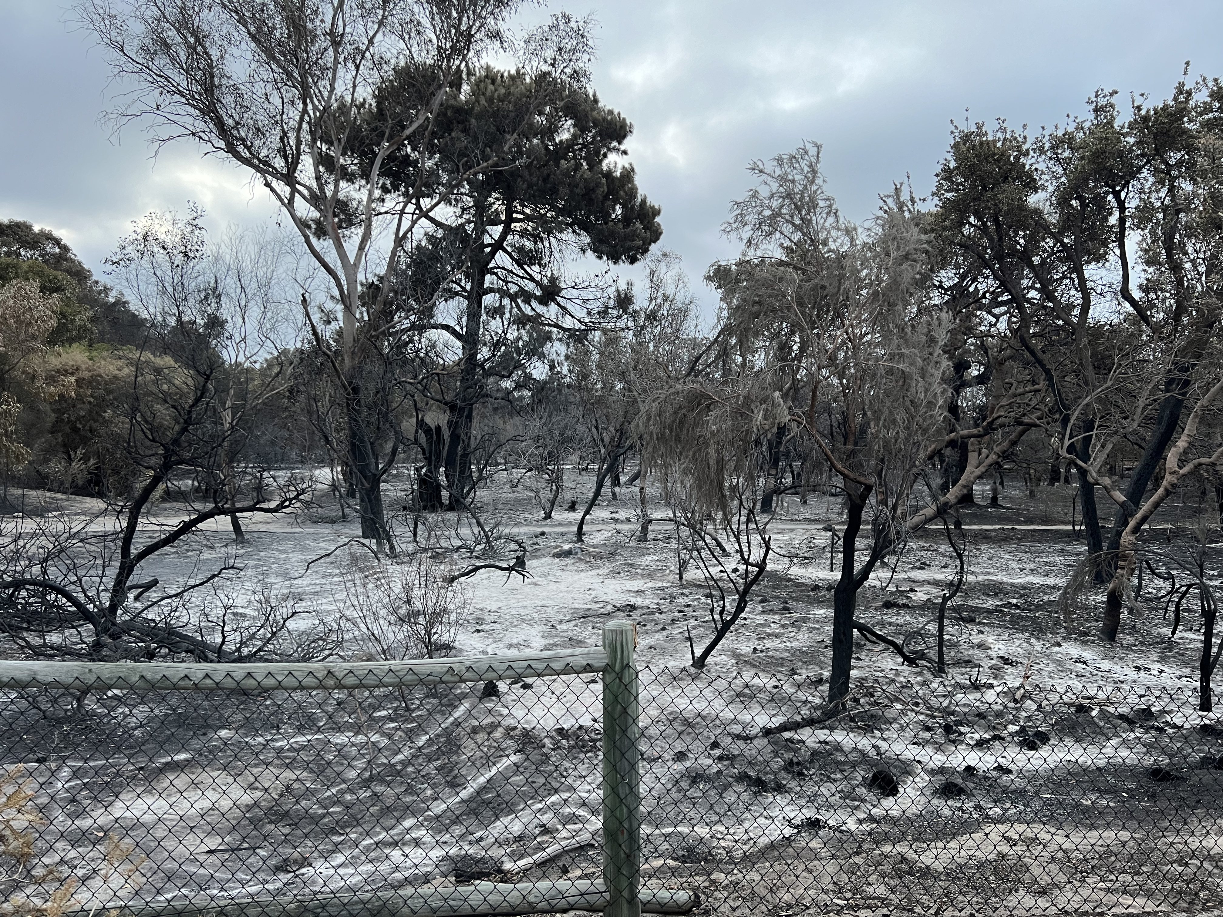 Arbusto carbonizado após um incêndio