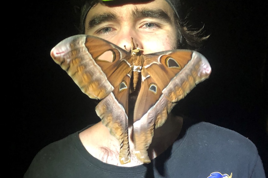 A large brown hercules moth is perched on the face of a young man who is wearing a beanie.