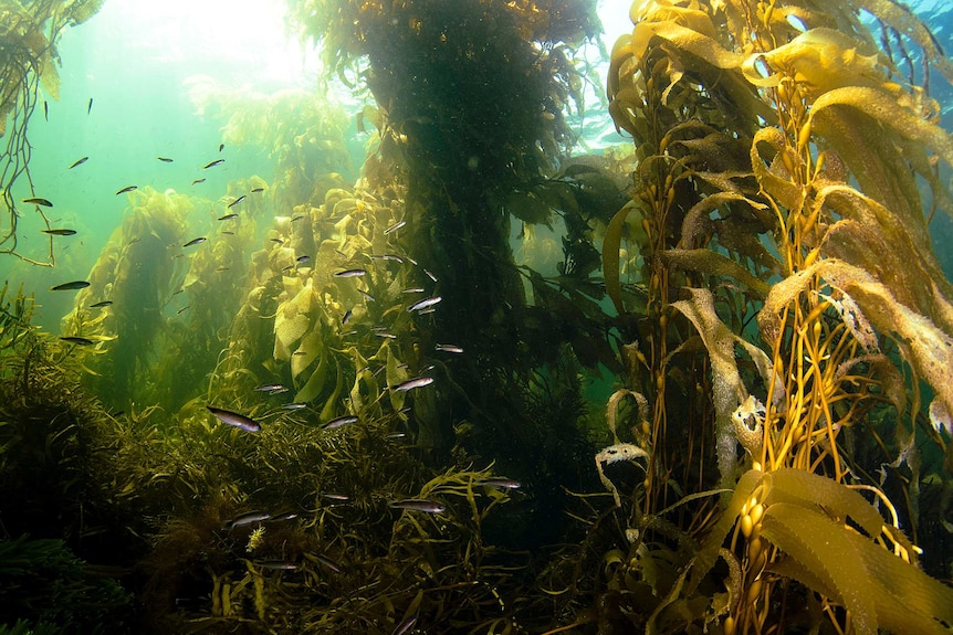 Chunky strands of giant kelp with small fish