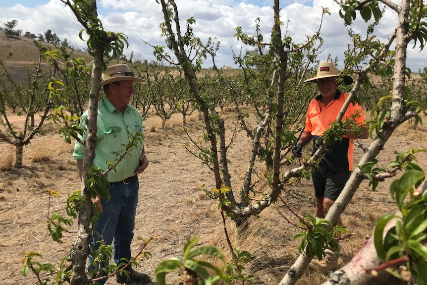 John Pratt stands in his orchard with a volunteer.