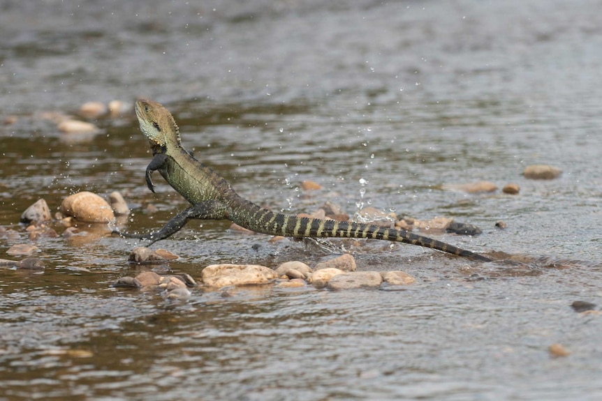 close up photo of a lizard running over rocks in water on its back two legs.