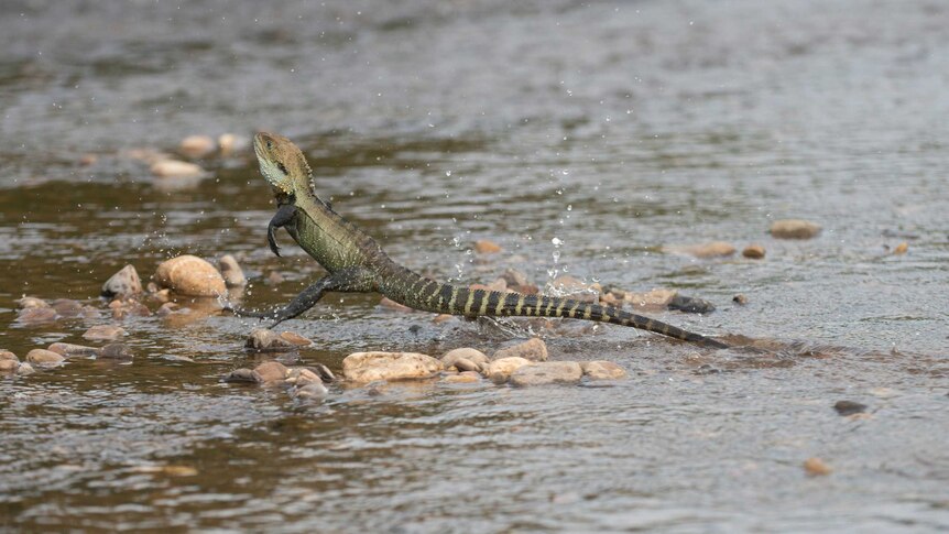 close up photo of a lizard running over rocks in water on its back two legs.