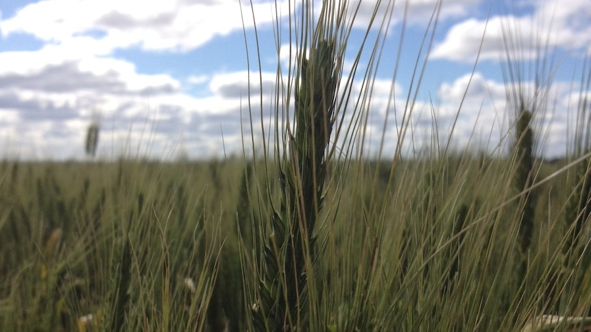 Aussie wheat harvest prediction forecast down