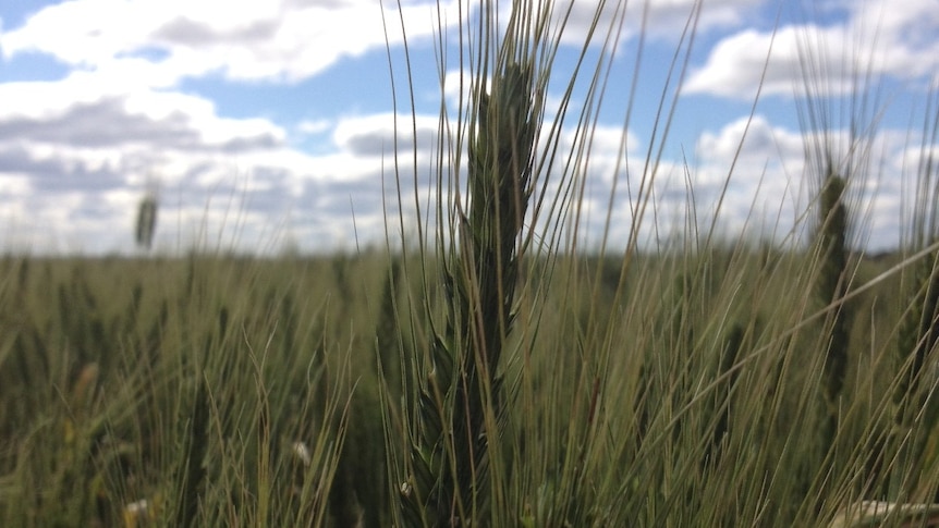 USDA shutdown could impact Aussie harvest