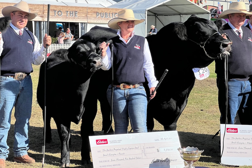 Three people in Akubra-style hats with a black cow and bull.