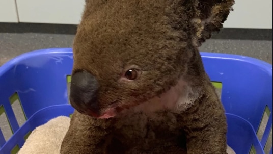 Koala in basket, with hands in bandages