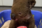 Koala in basket, with hands in bandages