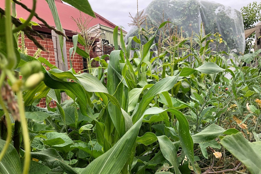 Behind an old cottage in Fawkner, Catie Payne and George Clipp carefully tend to rows of flourishing crops.