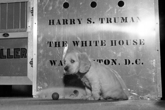 A puppy sits next to a crate addressed to Harry S Truman The White House. Open crate door marked 'Feller'. Dog looks sad.
