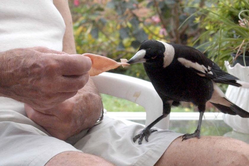 A magpie sits on a mans knee and accepts a piece of ham.