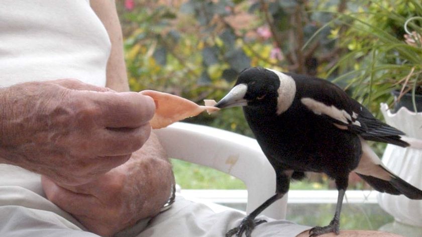Magpies culled by Parks and Conservation after food-related attacks