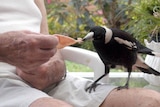 Nothing to fear: Professor Kaplan says magpies are demonised and misunderstood.