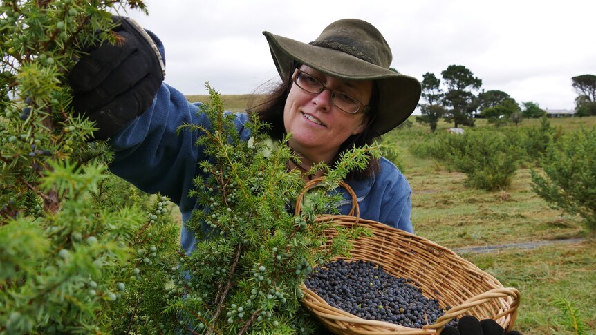 a woman picks at a bush with a basket of juniper berries in her hands