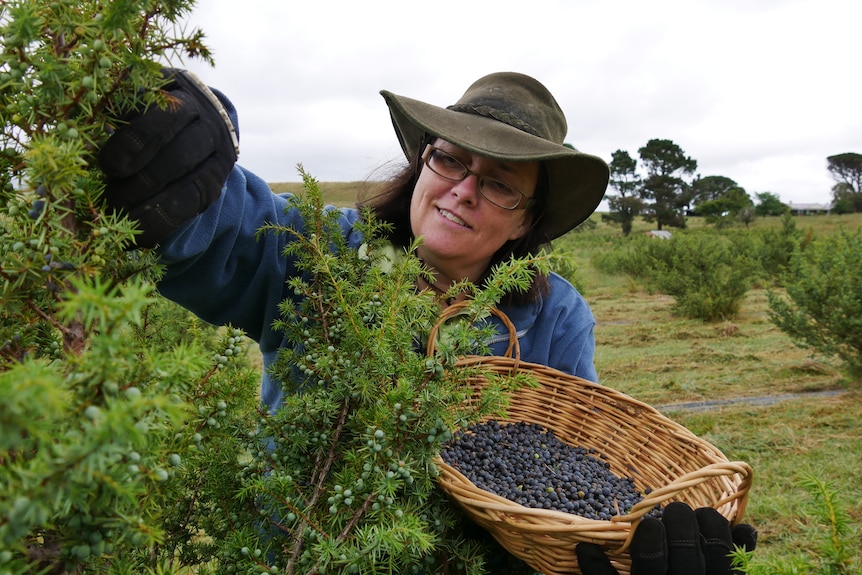 a woman picks at a bush with a basket of juniper berries in her hands