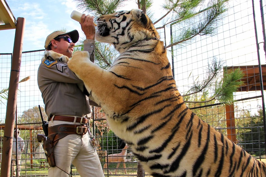 In an animal enclosure, Joe Exotic feeds a lion, standing on its hind legs, with a baby bottle