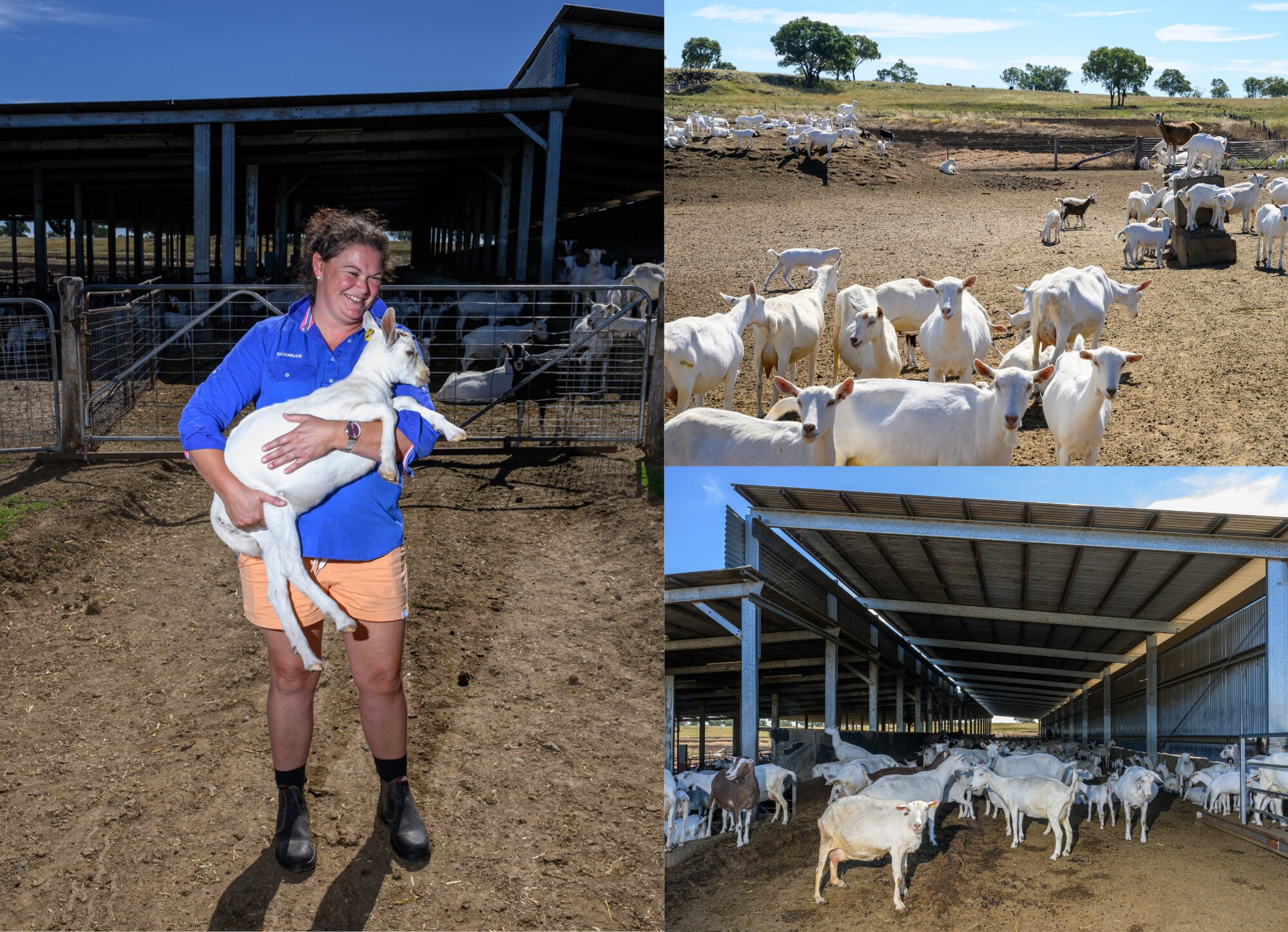 Pic 1: A woman smiling holding a goat Pic 2: goats in a paddock, some on a platform. Pic 3: large goat herd in a shed