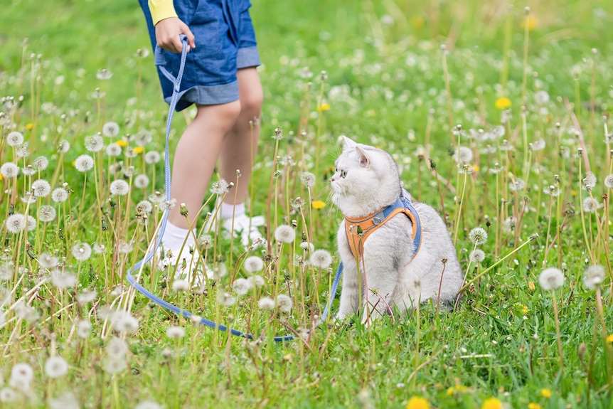 A cat in harness, on a leash held by a child, in a field of dandelions. 