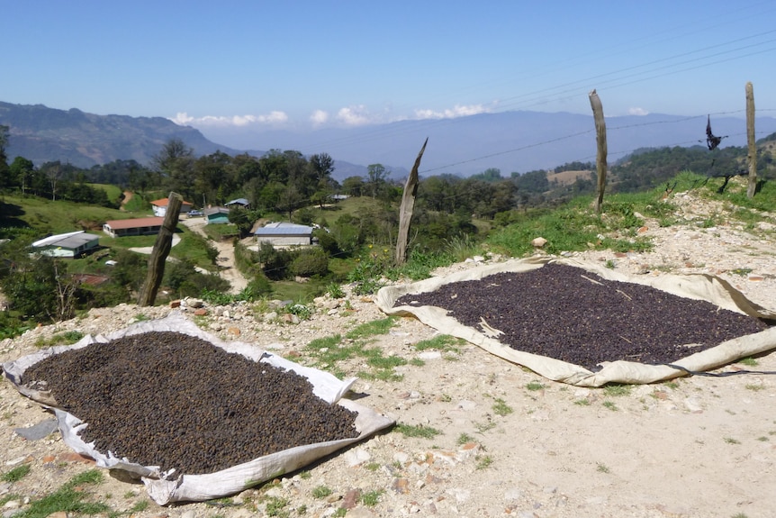 Piles of coffee beans drying on the side of the road, with mountains and greenery in the background. 