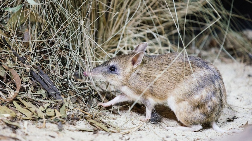 A close up picture of an Eastern Barred Bandicoot in the bushes in Victoria