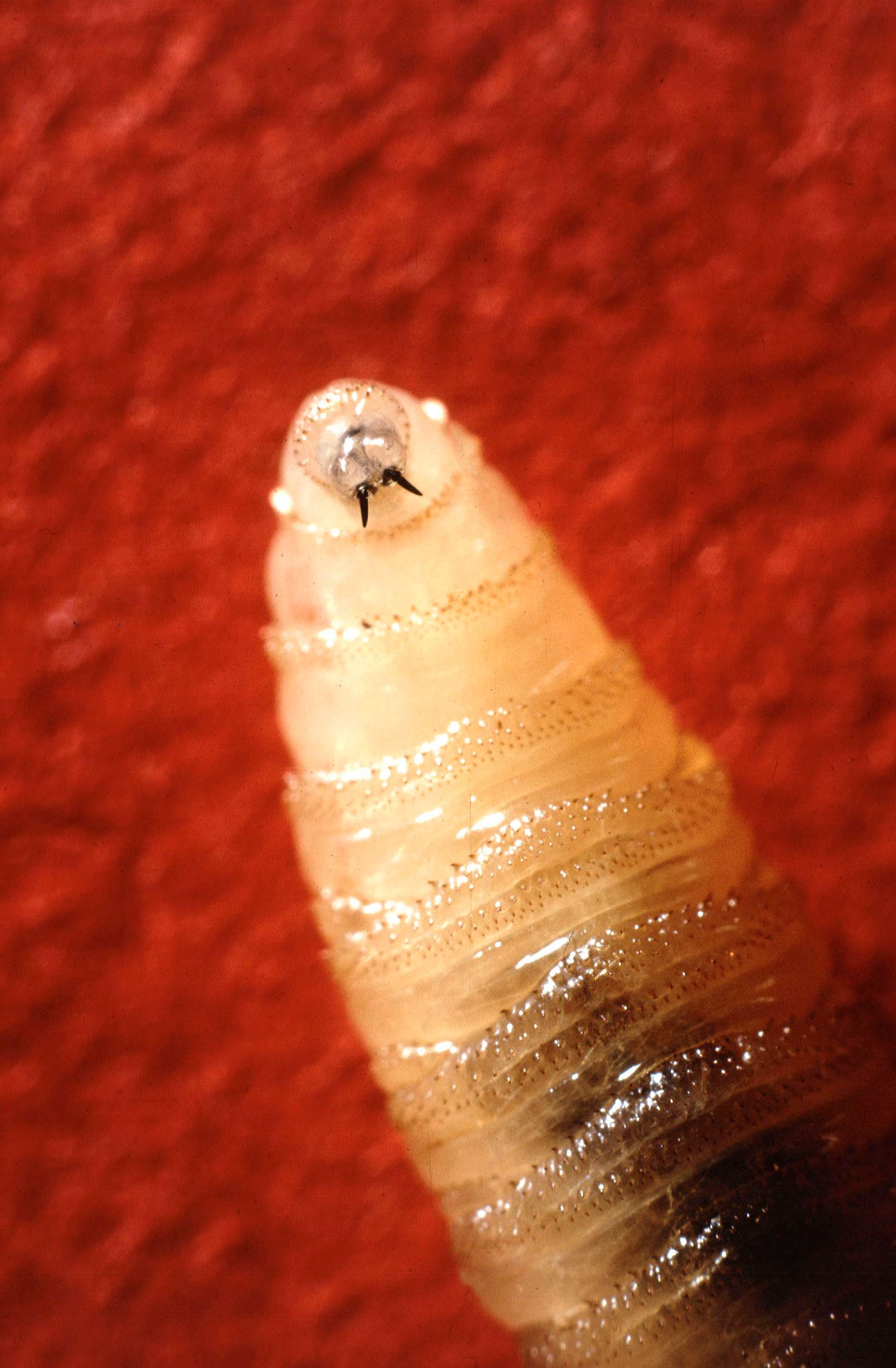 Maggots Found In Head Wound Of Elderly Aged Care Resident At Bupa   B6fcaa510aa7d2d24d917df7960fabe7