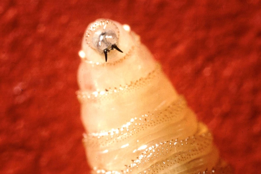 The larvae of a New World screwworm fly (a maggot)