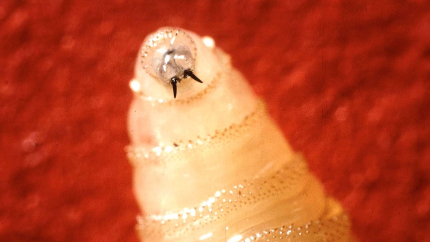 The larvae of a New World screwworm fly (a maggot)