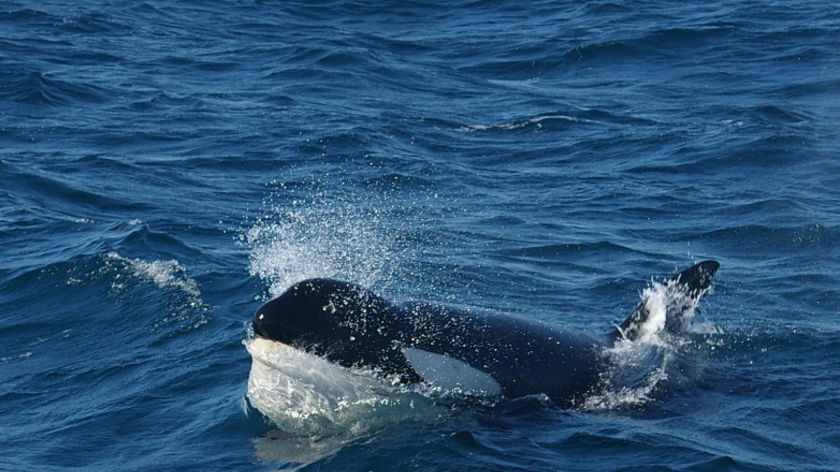 Killer whale showing off to tourists.