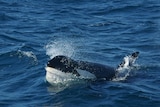 Killer whale attack - file photo