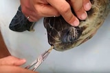 A turtle having a plastic straw pulled out of its nose.