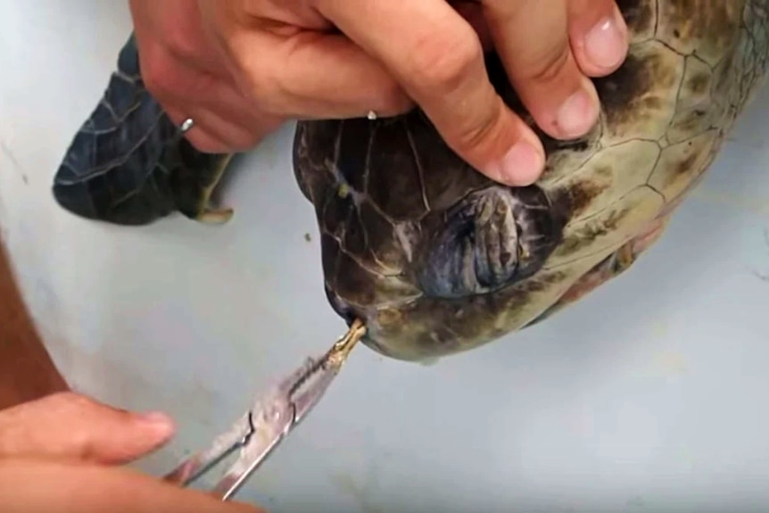 A turtle having a plastic straw pulled out of its nose.