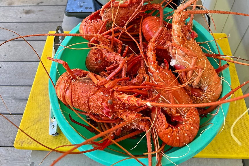 Cooked crays in front of a pot