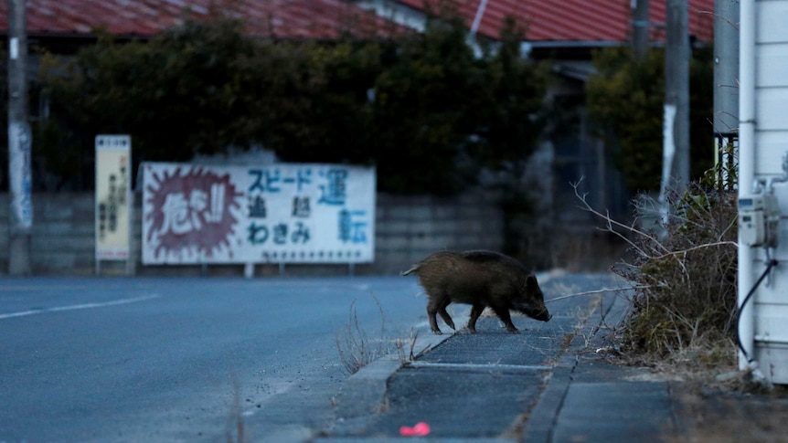 A wild boar walks the streets in a Japanese town
