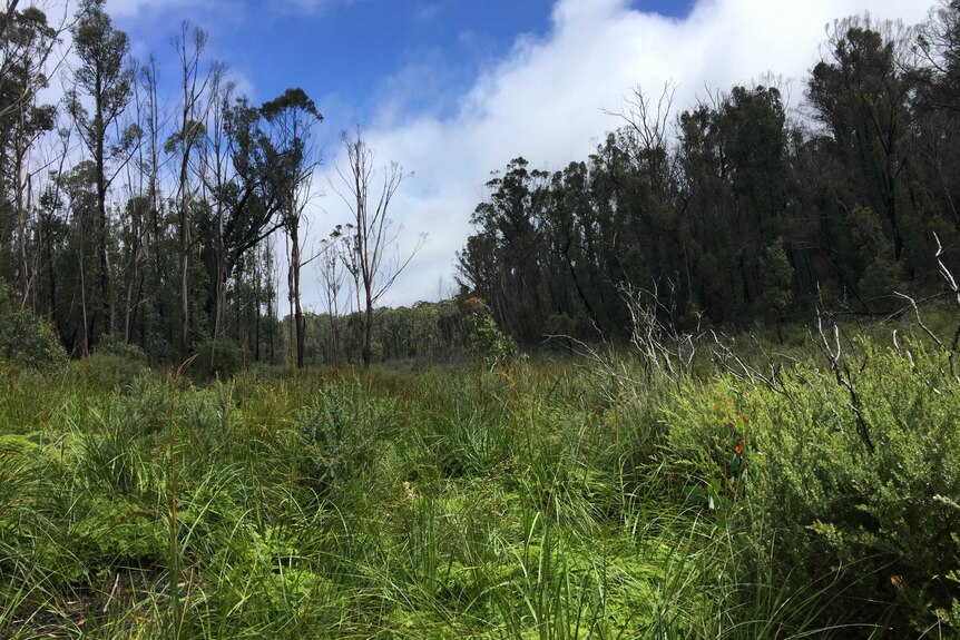 Gang Gang swamp on the Newnes Plateau.