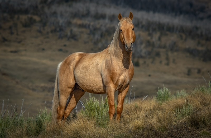 Police investigate shooting deaths of two horses in NSW alps