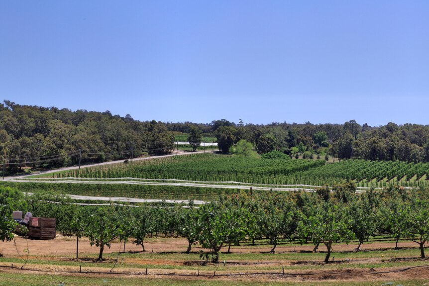 Fruit trees and bushland at Roleystone, Perth