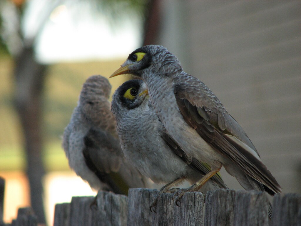 Angry birds Shrubberies may be answer to Adelaide