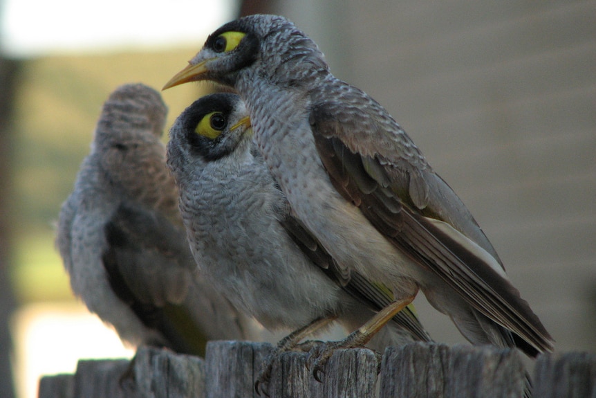 Three noisy miners sitting on a fence.