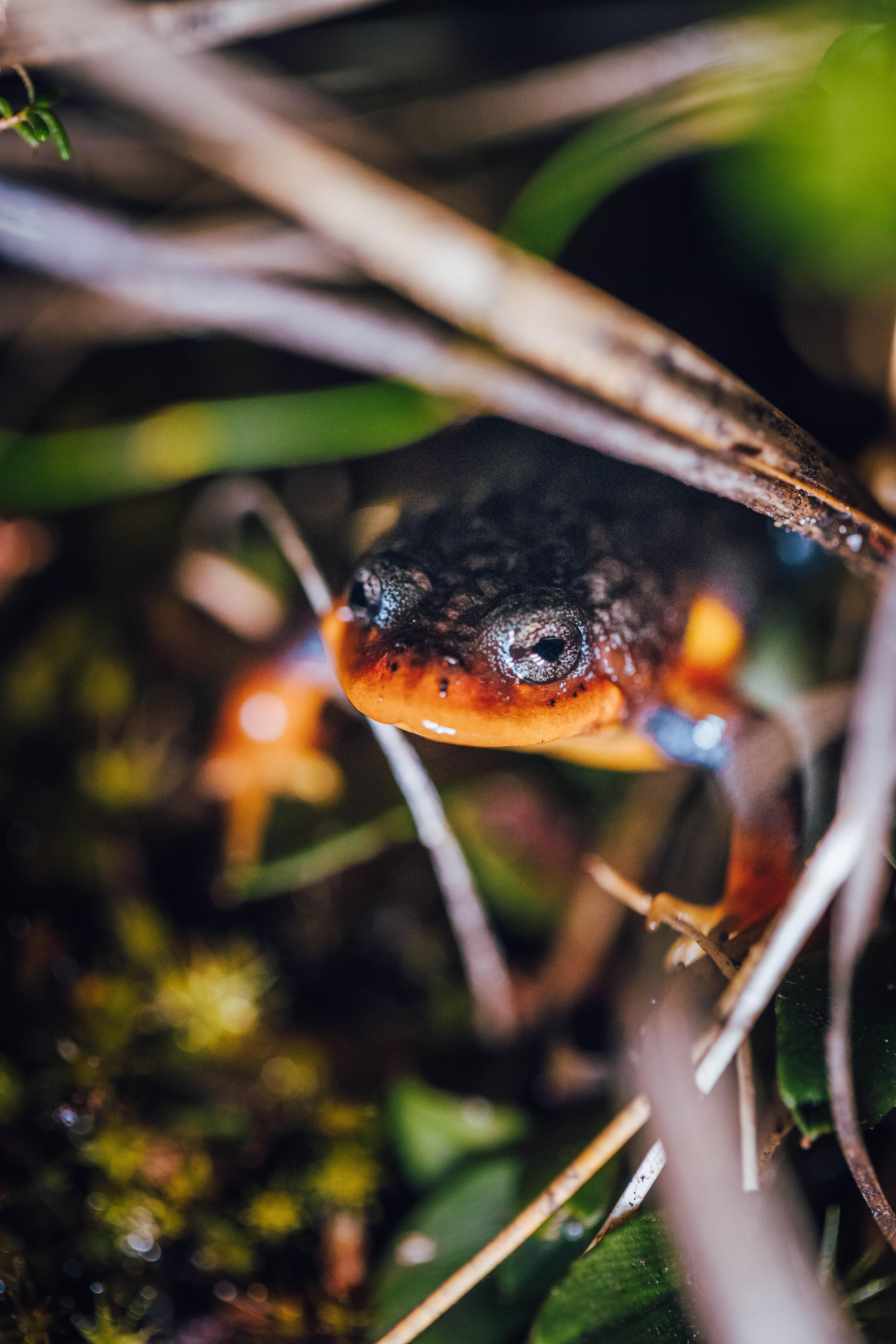 A frog with bright orange and black skin.